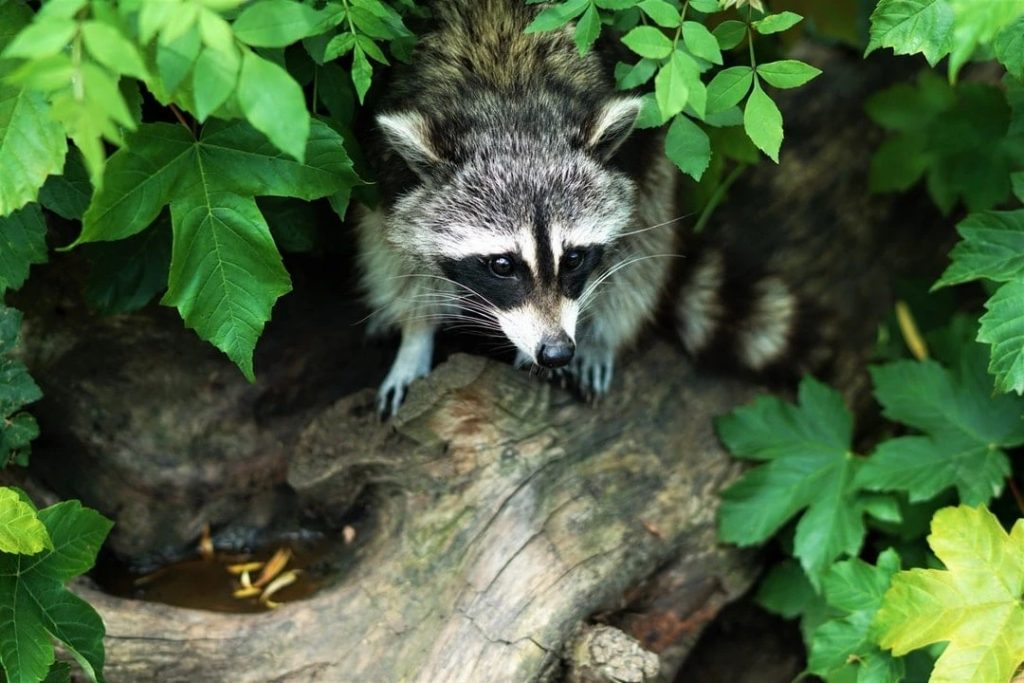 Benefits Of Hiring A Wildlife Removal Service
