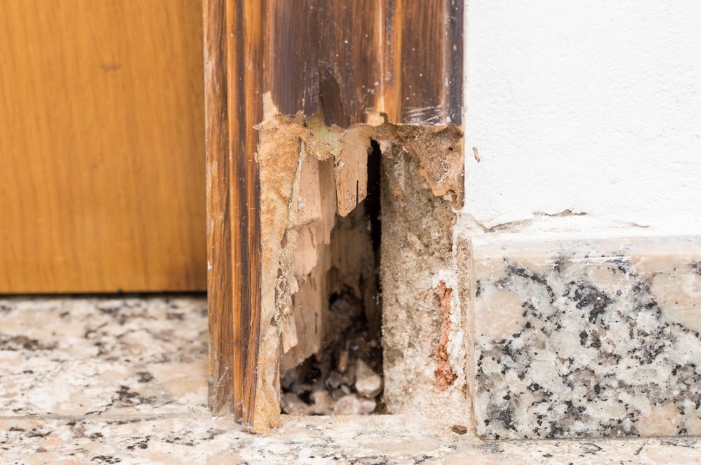 What Do You Need To Know About Termite Baiting?