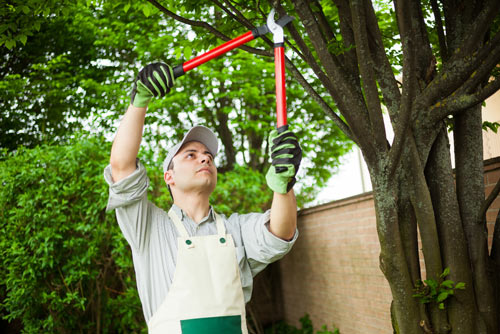 What are the Tree Removal Professionals’ Duties?