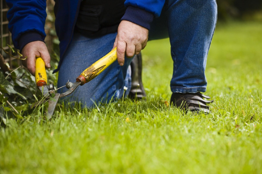 Why Professional Landscaping Services Are Necessary for Your Home or Business