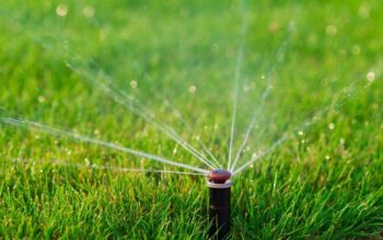 Watering Tips for Lawn Care