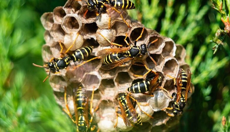 get rid of a wasp nest