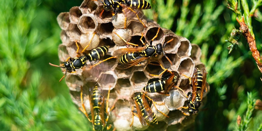 get rid of a wasp nest
