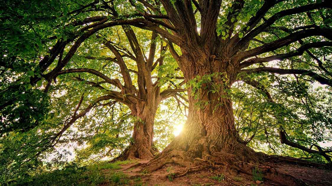 11 Unknown Facts About Trees
