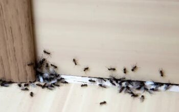 Carpenter Ant Traps