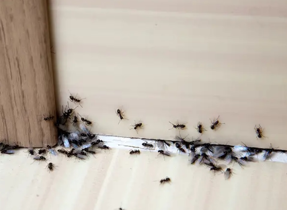 Why Carpenter Ant Traps Are Important For Your Home
