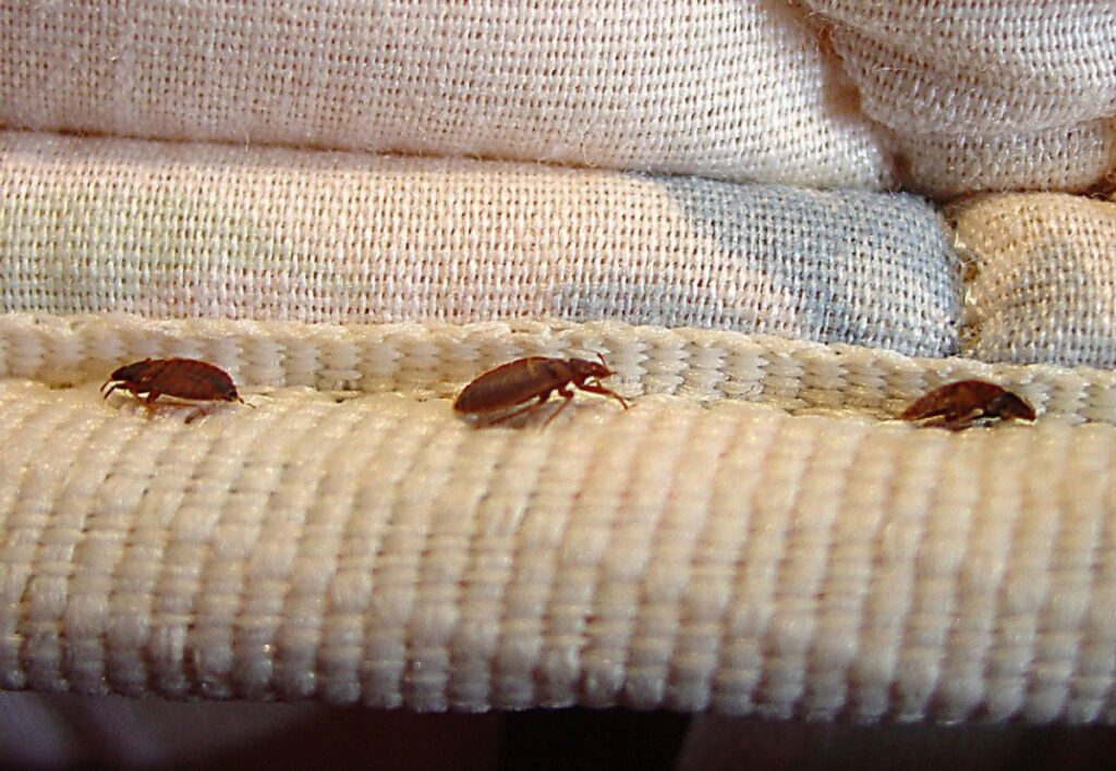 Get To Know About Bed Bugs Removal In Laguna CA