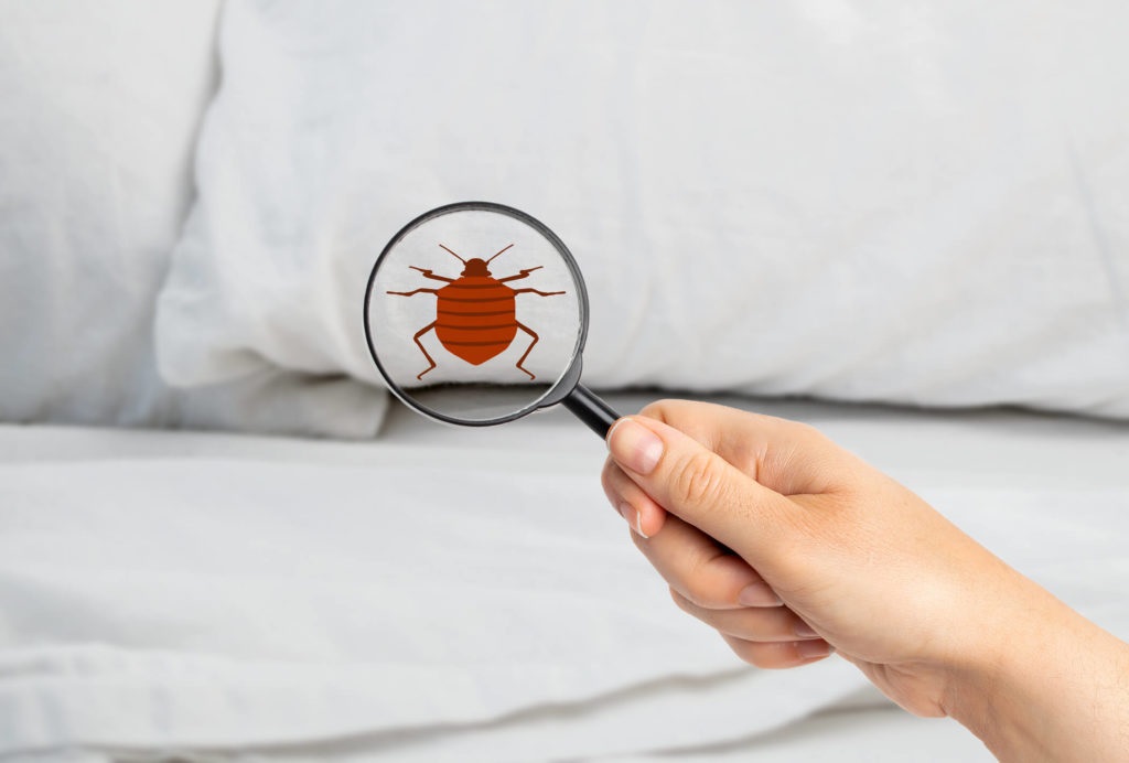Bed Bug Control – What It Actually Does?