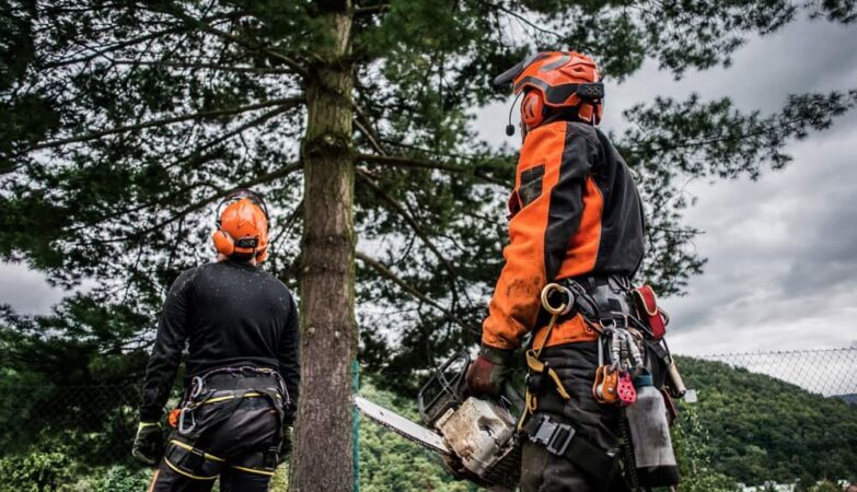 How to find trustworthy and reliable tree removal services in your area