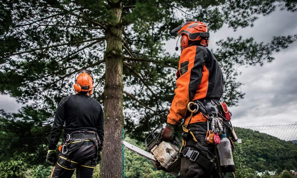 How to find trustworthy and reliable tree removal services in your area?