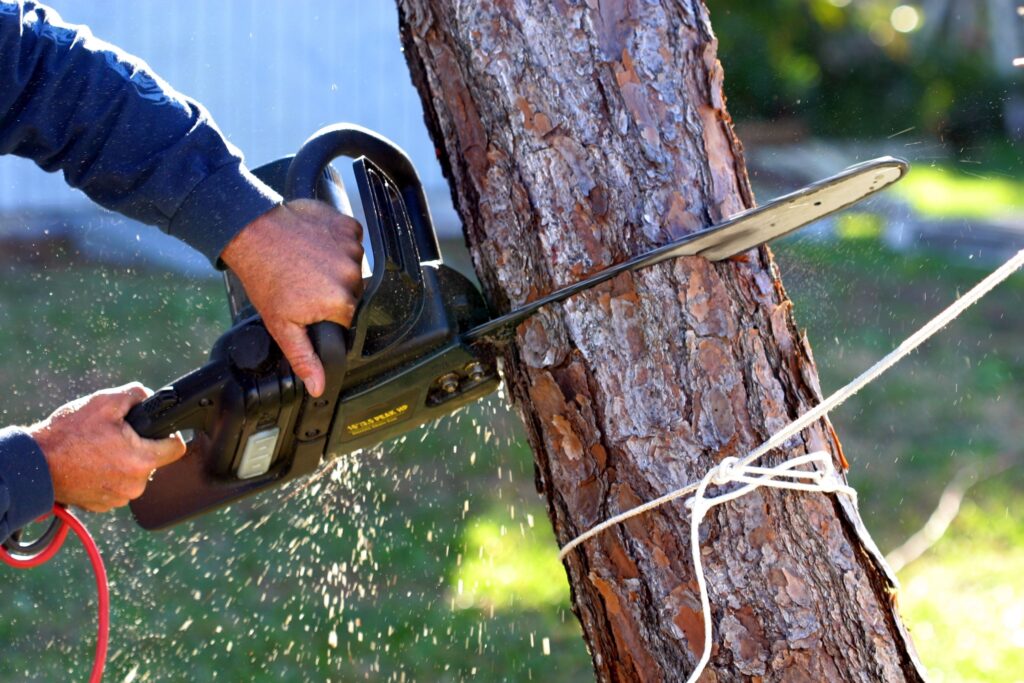 Choosing the Right Toronto Tree Removal Company for Your Needs