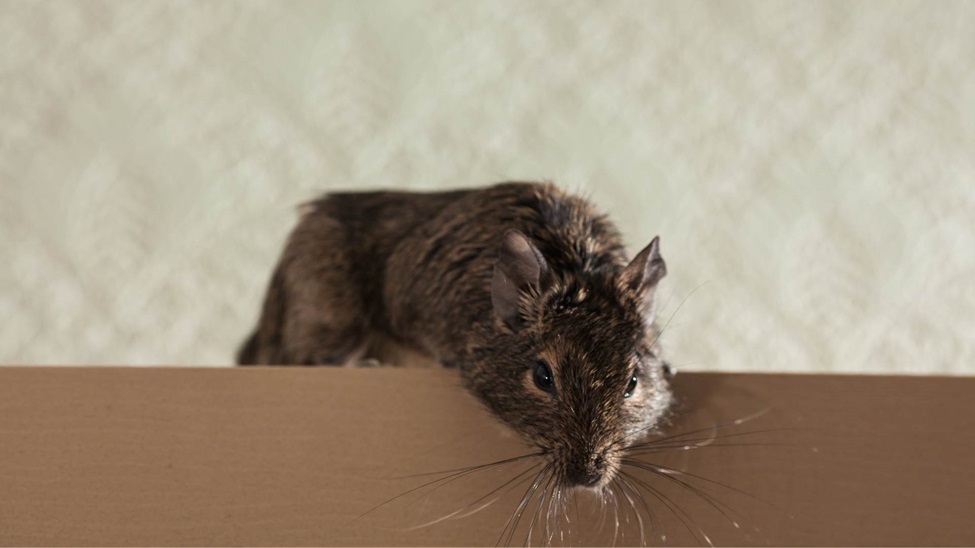 Rodent Control for Arizona’s Businesses: Protecting Customers and Reputation