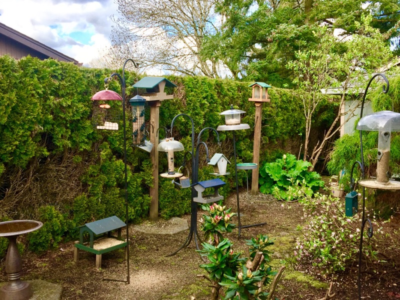 HOW TO CREATE A WELCOMING HAVEN FOR SONGBIRDS IN YOUR BACKYARD