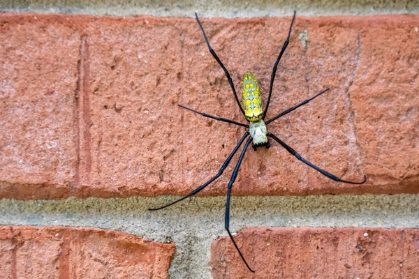 Spiders Crawling Around In My Home