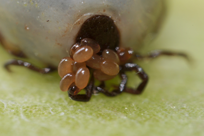 Can Ticks Survive In Your House, And How Can You Eliminate Them