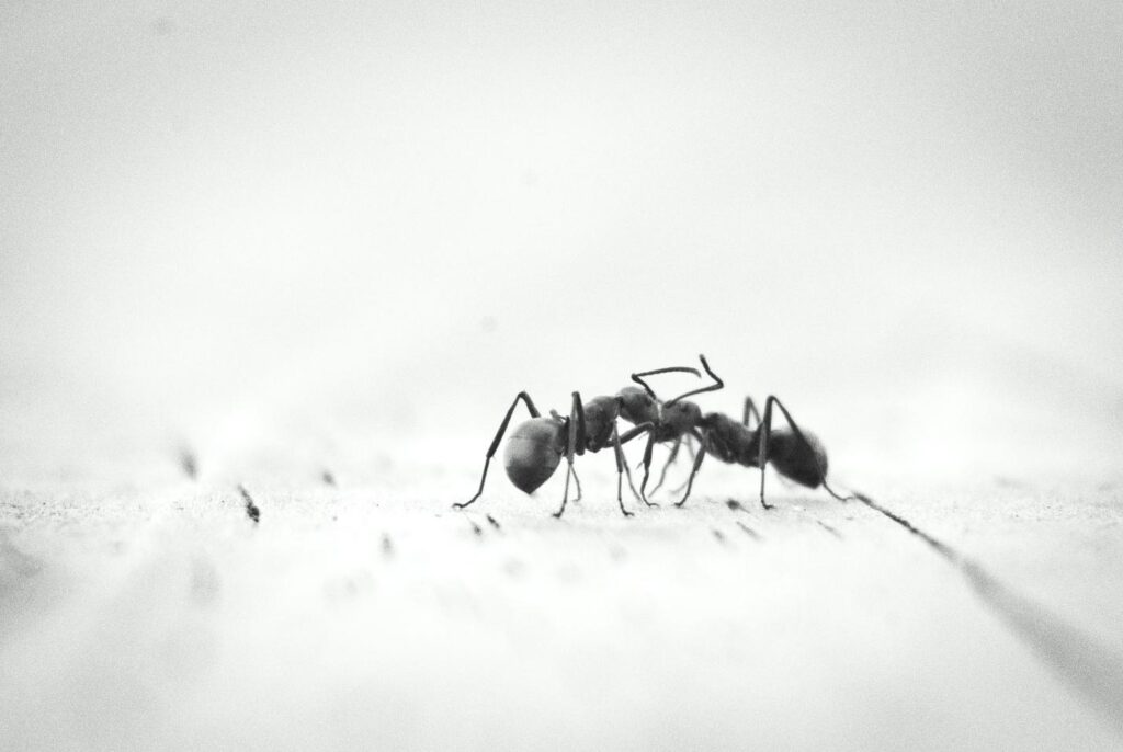 How Can You Prevent Ants in Your Indiana Home?