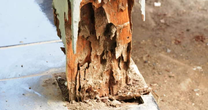 termite damage