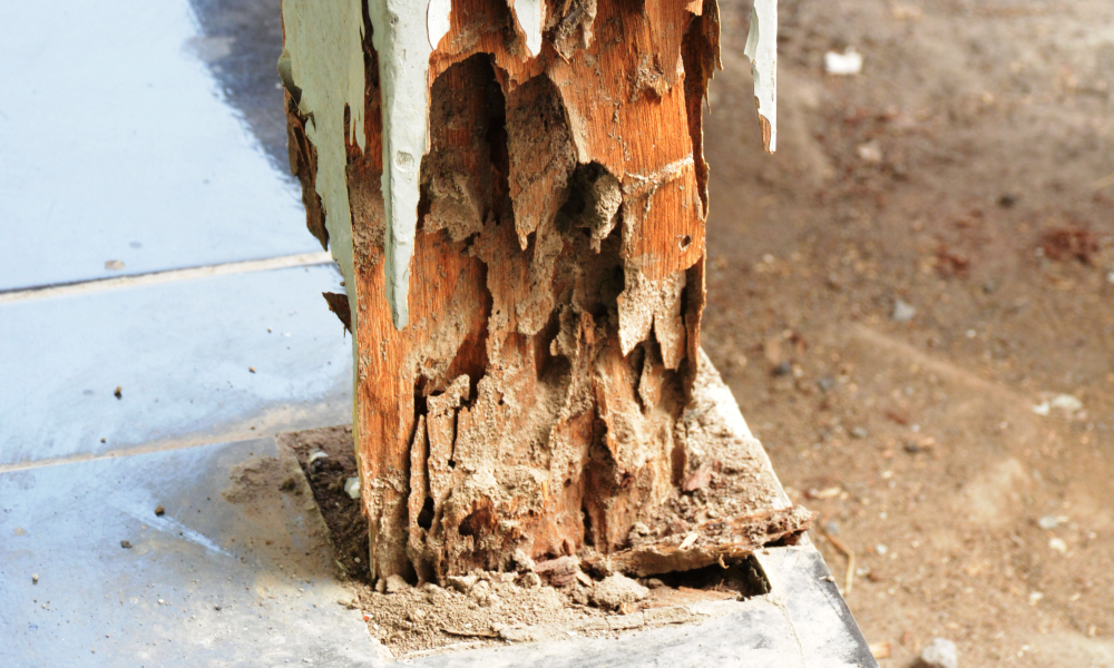 termite damage