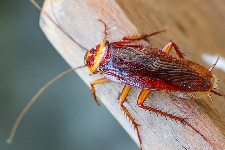 What Are Roaches’ Natural Predators?