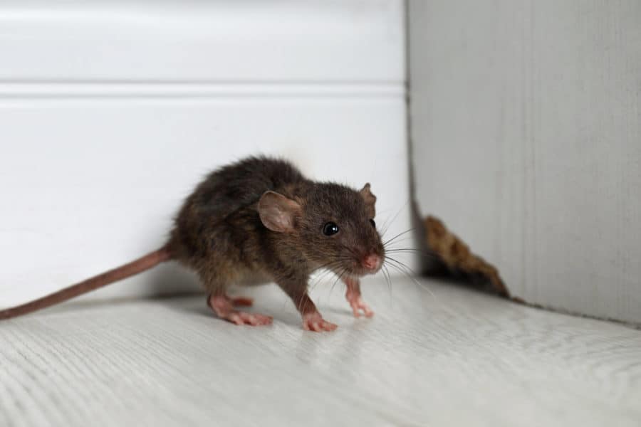 Top Reasons DIY Rodent Control Methods Fail in Frisco