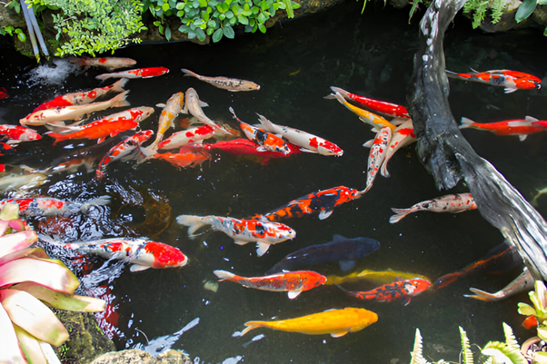 A Smart Way to Keep Your Fish Healthy and Happy