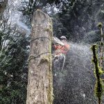 Seasonal Considerations for Tree Removal Seattle WA